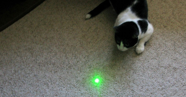 chat pointeur laser