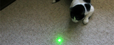 chat pointeur laser